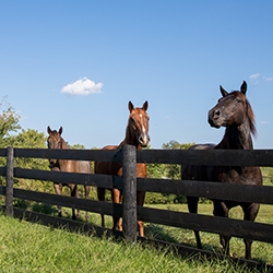 Aaron Watson Photography 062 250